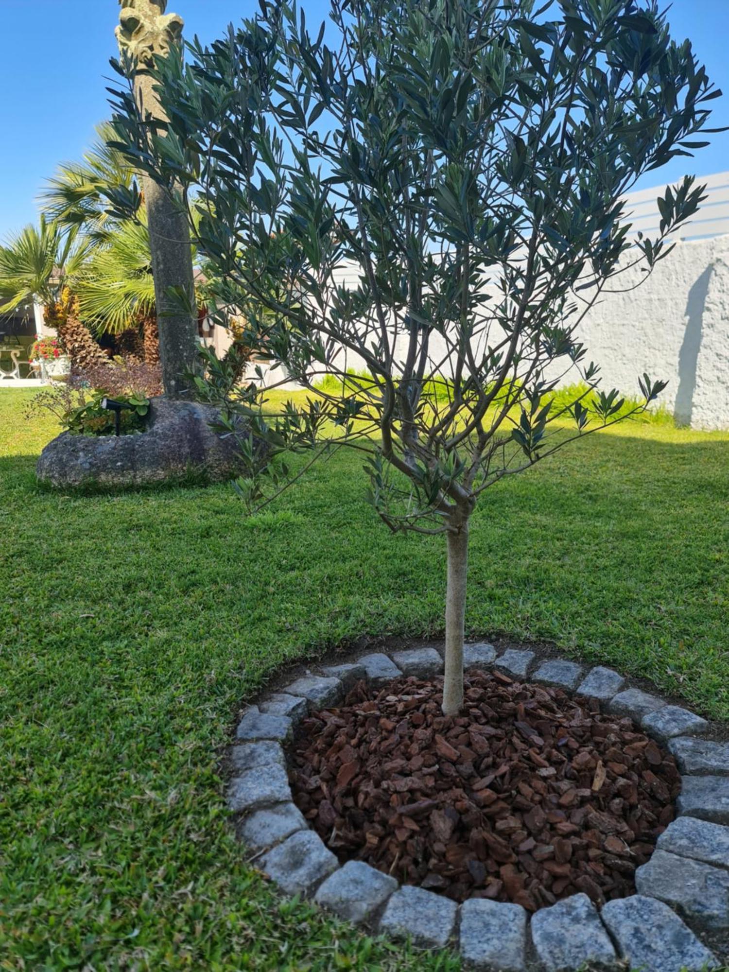 Casa A Pastora Pension Cambados Buitenkant foto